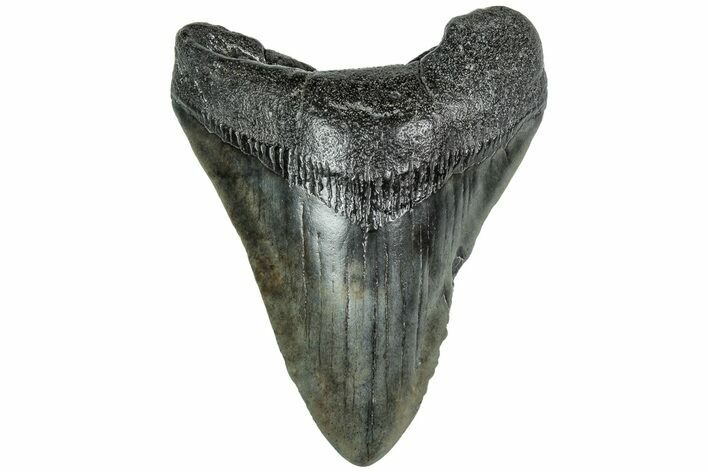 Fossil Megalodon Tooth - South Carolina #208559